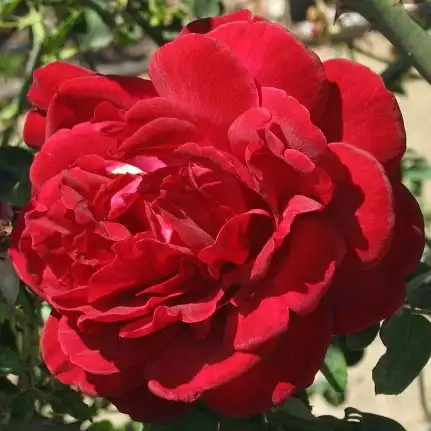 Trandafir cu parfum discret - Trandafiri - Thor - Trandafiri online